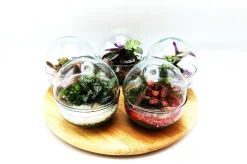 Small Egg Terrarium