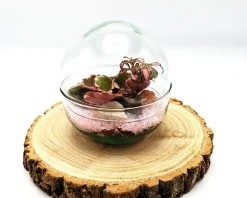 Small Egg Terrarium