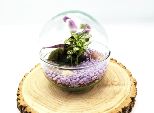 Small Egg Terrarium
