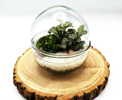 Small Egg Terrarium