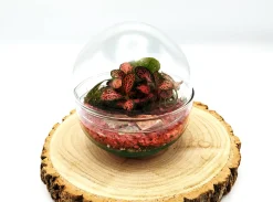 Small Egg Terrarium