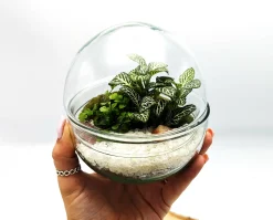 Small Egg Terrarium