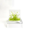Small Snowdrop Tea Light