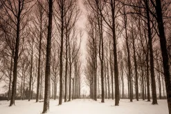 Snowy trees - print in A4 mount