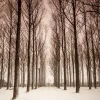 Snowy Trees (small frame)