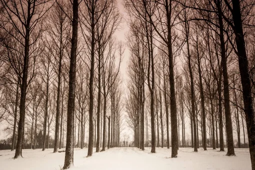Snowy Trees (small frame)