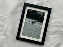 Strutting Your Stuff - Small