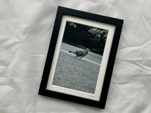 Strutting Your Stuff - Small