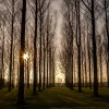 Sunny trees - print in A4 mount