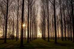 Sunny trees - print in A4 mount
