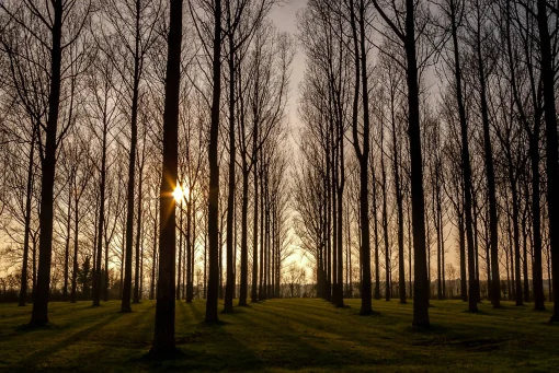 Sunny trees - print in A4 mount