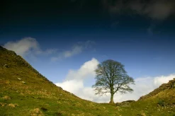 Sycamore Gap (A4 frame)