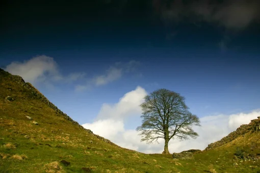 Sycamore Gap (A4 frame)