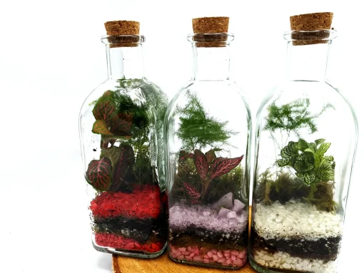 Tall Square Terrarium 500ml