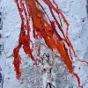 The Mountain Queen: Fire and Ice