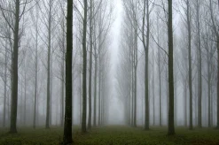 Trio - vertical pano
