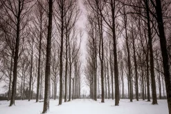 Trio - vertical pano