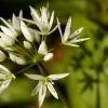 Wild garlic - card