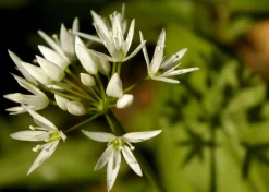 Wild garlic - card