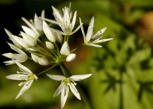 Wild garlic - card