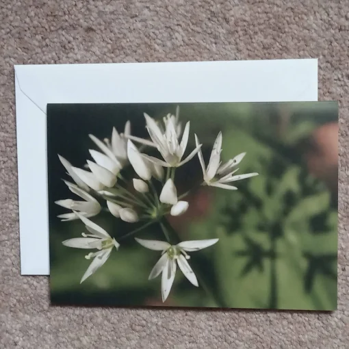 Wild garlic - card