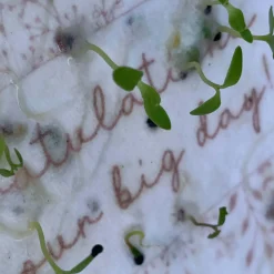 Wildflower Seed Mother's Day Card